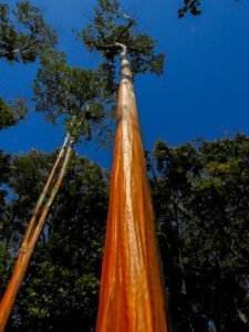 Tallo rojizo de un gran árbol mulateiro rapé con fondo azul