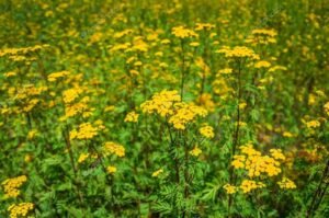 Tanavetum vulgaris/ Tansy en fleur ingrédient pour rapé catinga de mulata