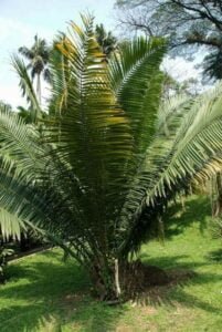 para el Rapé Jarina se utilizan las flores de la palmera Jarina