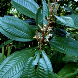Nahaufnahme eines Blattes der Miconia-albicans-Bürste. Es wird in rapé Canela de velho verwendet