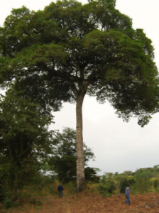 2 personnes à côté d'un arbre Jatobá. L'écorce est utilisée pour fabriquer le Jatobá ash