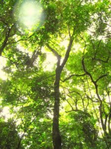 Ein Platycyamus regnellii Baum im Wald. Die Rinde wird für Rapé Nukini verwendet