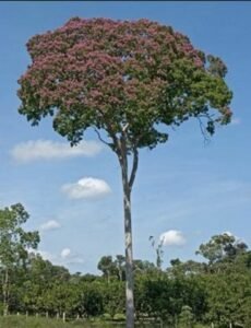 Un arbre Cumaru (Dipteryx odorata) adulte dont l'écorce est écorcée pour Cumaru ash