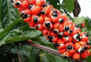 Baies de guarana avec des graines aux yeux noirs Rapé Guaratuaba