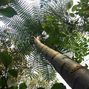 recherche d'un arbre Schizolobium amazonicum. l'écorce est utilisée pour rapé parika xtr forte