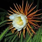 eine Nahaufnahme einer Blüte des Kaktus Selenicereus grandiflorus. Der Kaktus wird für die Herstellung von rapé murici cactus verwendet