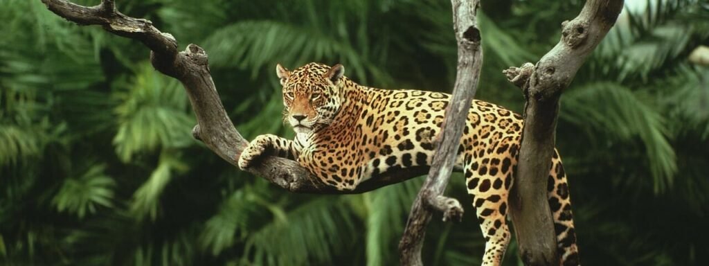 Jaguar en un árbol, su firma en Nukini Rapé Onça