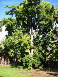 Der Byrsonima-Crassifolia-Baum ash wird für Murici cacao rapé verwendet.
