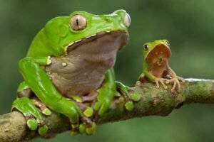 2 Kambo Sapo Phyllomedusa Bicolor auf einem Ast sitzend, Kambo-Stöcke