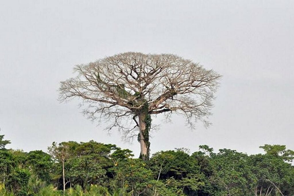 arbre géant amazone rapé samaúma