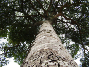 looking up the stem of a Hymenaea courbaril tree. The bark is burned to make Jatobá ash