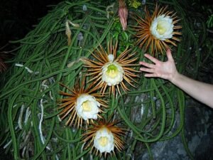 FLowering Cactus Selenicereus grandiflorus with human hand in picture to show size, Rapé murici cactus