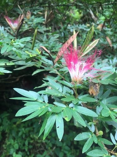 Calliandra angustifolia, plante également appelée bobinsana, les feuilles en poudre sont utilisées pour rapé bobinsana